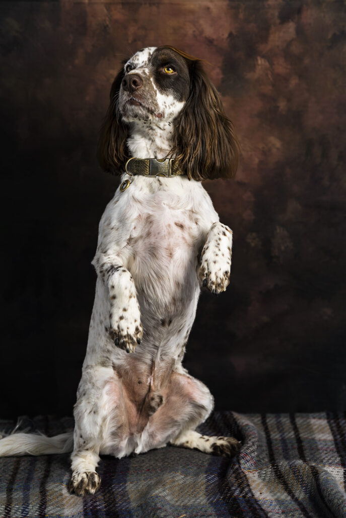 Spaniel standing on back legs