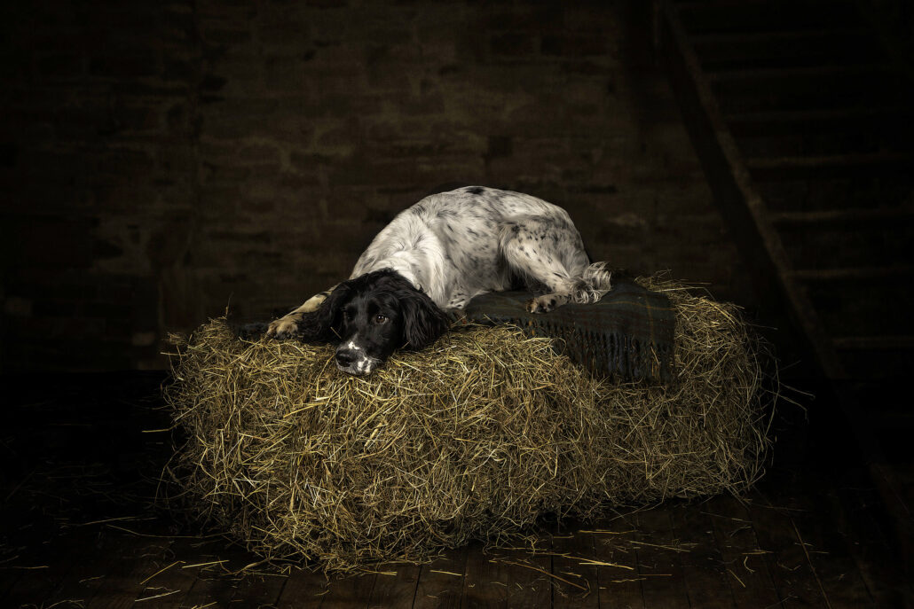Springer lying on a bale of hay